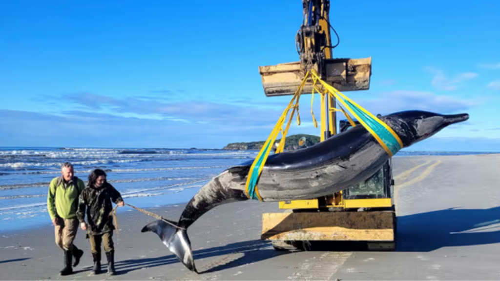 Spade-toothed whale