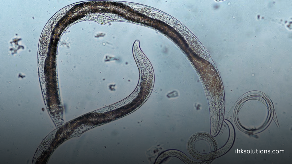 How Hidden Viruses in Nematodes Could Rewrite Textbooks